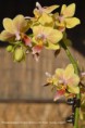 /album/prave-kvete/phalaenopsis-ambo-choon-x-be-tris-sunny-smell2-jpg/